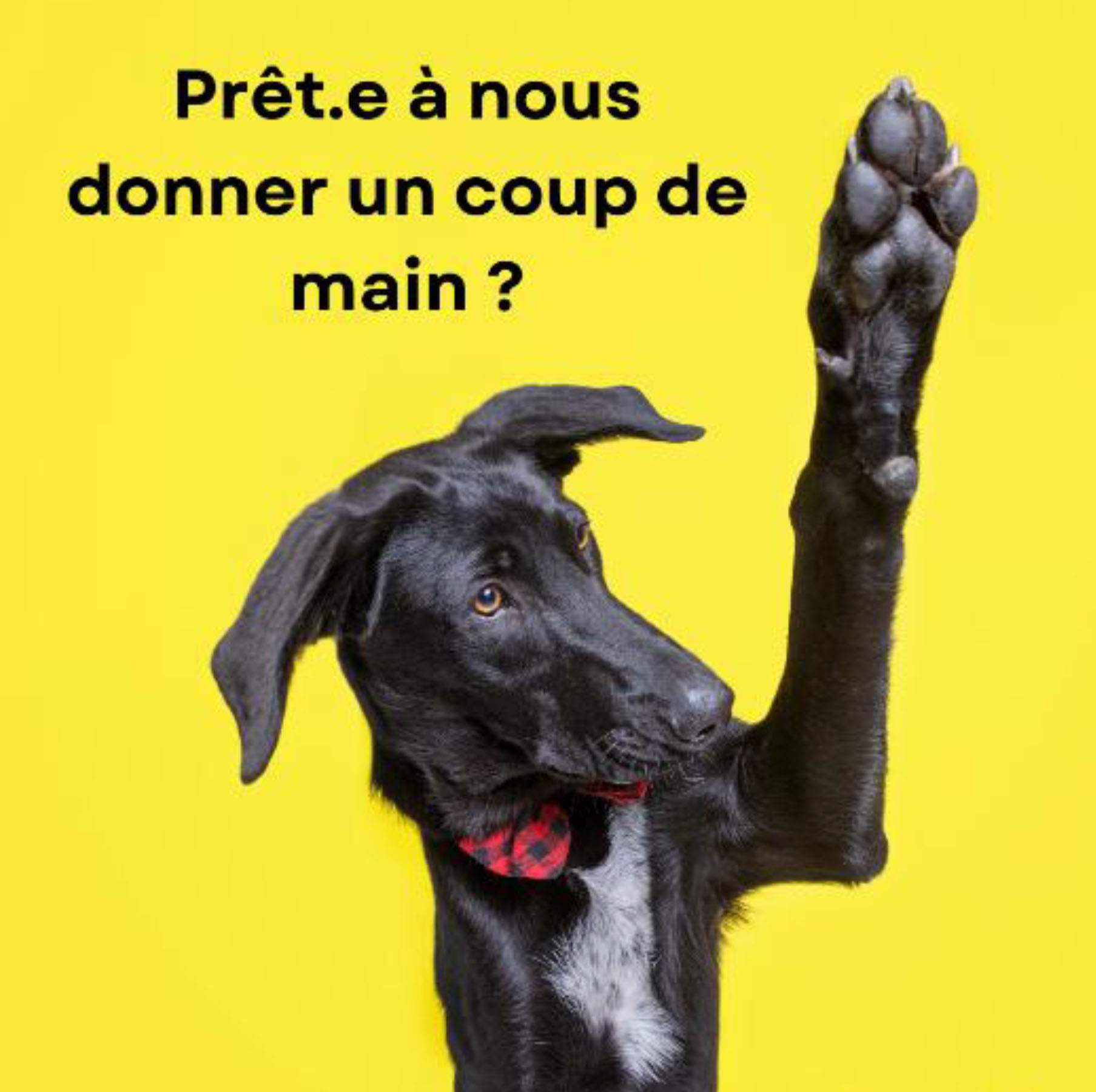 Appel volontaire Chococlef 2